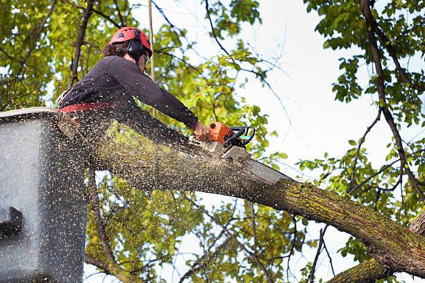 Best Stump Grinding and Removal  in Clarendon, TX