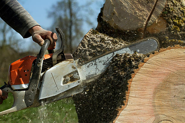 Tree and Shrub Care in Clarendon, TX